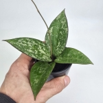 Hoya verticillata Black Margin