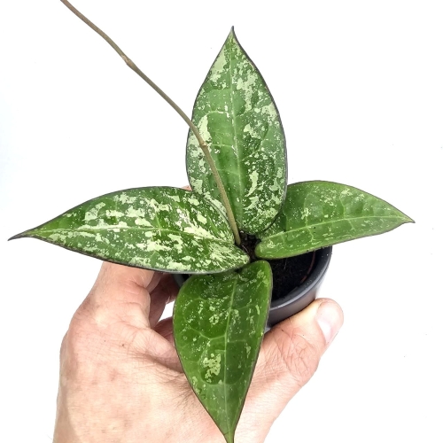 Hoya verticillata Black Margin