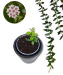 Hoya Vaccinioides S
