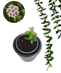 Hoya Vaccinioides S
