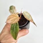 Philodendron micans Pink Marble Variegata