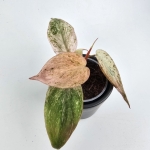 Philodendron micans Pink Marble Variegata