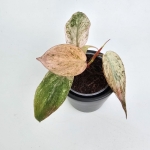 Philodendron micans Pink Marble Variegata