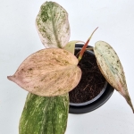 Philodendron micans Pink Marble Variegata