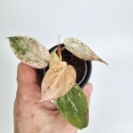 Philodendron micans Pink Marble Variegata