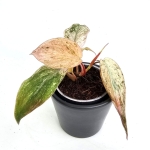 Philodendron micans Pink Marble Variegata