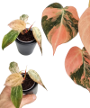 Philodendron micans Pink Marble Variegata