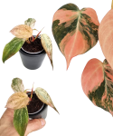 Philodendron micans Pink Marble Variegata