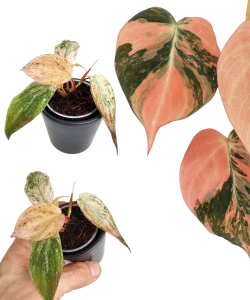 Philodendron micans Pink Marble Variegata S