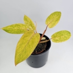 Philodendron Painted Lady