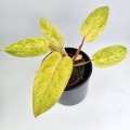 Philodendron Painted Lady