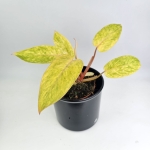 Philodendron Painted Lady