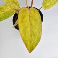 Philodendron Painted Lady