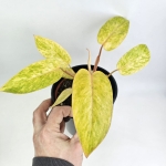 Philodendron Painted Lady