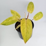 Philodendron Painted Lady