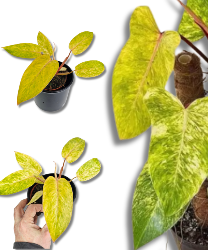 Philodendron Painted Lady