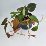 Philodendron hederaceum (micans)