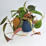 Philodendron hederaceum (micans)