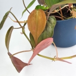 Philodendron hederaceum (micans)