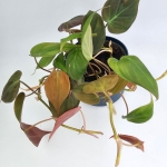 Philodendron hederaceum (micans)