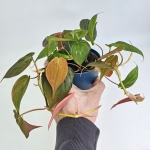Philodendron hederaceum (micans)