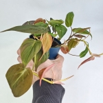 Philodendron hederaceum (micans)