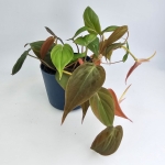 Philodendron hederaceum (micans)