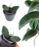 Hoya Thomsonii