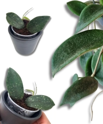 Hoya thomsonii
