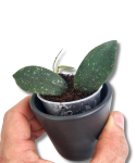 Hoya Thomsonii