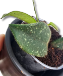 Hoya Thomsonii