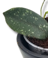Hoya Thomsonii