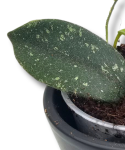 Hoya Thomsonii