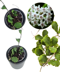Hoya Kanyakamariana