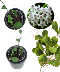Hoya Kanyakamariana