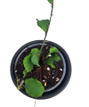 Hoya Kanyakamariana