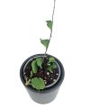 Hoya Kanyakamariana