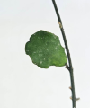 Hoya Kanyakamariana