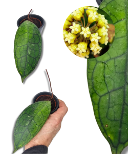 Hoya Clemensorium short leaf