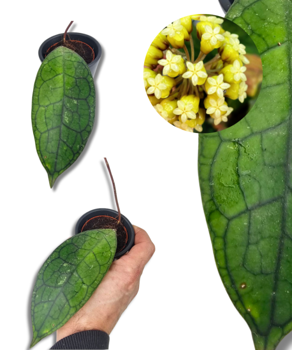 Hoya Clemensorium short leaf