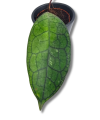 Hoya Clemensorium short leaf