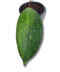 Hoya Clemensorium short leaf
