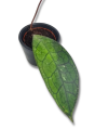 Hoya Clemensorium short leaf