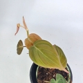 Philodendron hederaceum (micans) - S