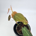 Philodendron hederaceum (micans) - S
