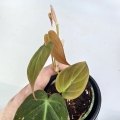 Philodendron hederaceum (micans) - S