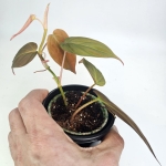 Philodendron hederaceum (micans) - S
