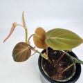 Philodendron hederaceum (micans) - S