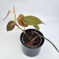Philodendron hederaceum (micans) - S