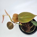Philodendron hederaceum (micans) - S